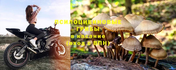 шишки Абаза